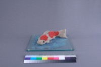 金鯉魚藏品圖，第2張