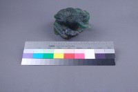 蟾蜍藏品圖，第2張