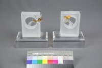 風中真情藏品圖，第2張