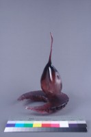 蝕藏品圖，第3張