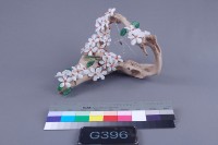 初夏戀歌藏品圖，第1張