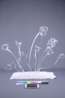 玻璃花藏品圖，第1張