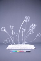 玻璃花藏品圖，第2張