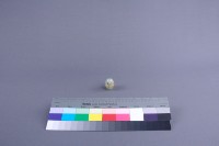 戲蝶藏品圖，第2張
