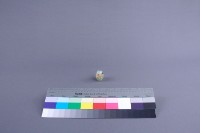 戲蝶藏品圖，第3張
