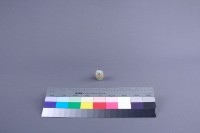 戲蝶藏品圖，第4張