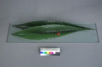 自在藏品圖，第3張