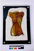 化石藏品圖，第1張