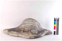 竹與風藏品圖，第1張