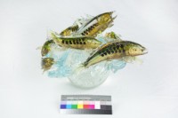 四海回歸藏品圖，第2張