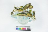 四海回歸藏品圖，第3張