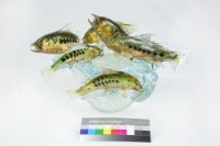 四海回歸藏品圖，第4張