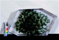 島嶼天光藏品圖，第1張