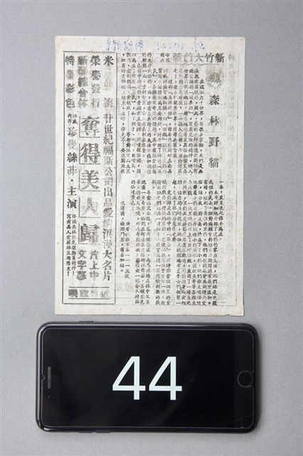 森林野貓的圖片