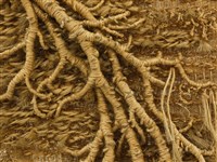 執著 藏品圖，第10張