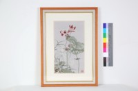 荷花與白鷺的圖片