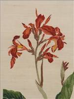 蓮蕉花藏品圖，第5張