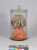 偏方-山芙蓉＋倒地鈴藏品圖，第1張