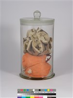 偏方-山芙蓉＋倒地鈴藏品圖，第2張