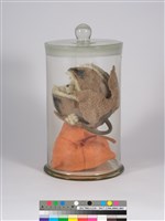 偏方-山芙蓉＋倒地鈴藏品圖，第3張