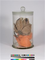 偏方-山芙蓉＋倒地鈴藏品圖，第4張