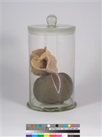 偏方-欒樹＋紅茶籽的圖片