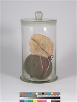 偏方-欒樹＋紅茶籽藏品圖，第2張