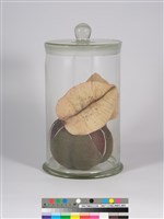 偏方-欒樹＋紅茶籽藏品圖，第3張