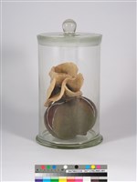 偏方-欒樹＋紅茶籽藏品圖，第4張