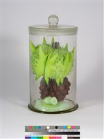 偏方-蒺藜＋木麻黃＋臺灣敗醬的圖片