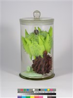 偏方-蒺藜＋木麻黃＋臺灣敗醬藏品圖，第2張