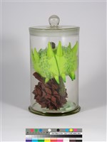 偏方-蒺藜＋木麻黃＋臺灣敗醬藏品圖，第3張