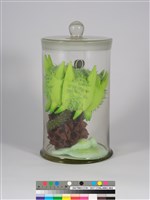 偏方-蒺藜＋木麻黃＋臺灣敗醬藏品圖，第4張