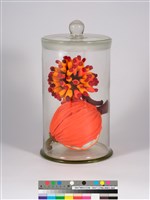 偏方-構樹＋月桃藏品圖，第1張