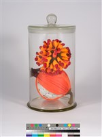 偏方-構樹＋月桃藏品圖，第3張