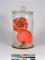 偏方-構樹＋月桃藏品圖，第4張