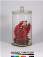 偏方-胭脂＋頷垂豆藏品圖，第1張