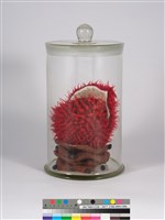 偏方-胭脂＋頷垂豆藏品圖，第2張