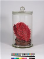 偏方-胭脂＋頷垂豆藏品圖，第3張