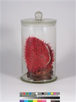 偏方-胭脂＋頷垂豆藏品圖，第4張