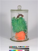 偏方-紫花曼陀羅＋梔子花藏品圖，第1張