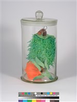 偏方-紫花曼陀羅＋梔子花藏品圖，第2張