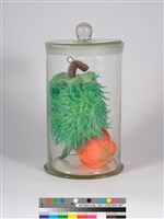 偏方-紫花曼陀羅＋梔子花藏品圖，第4張