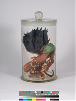 偏方-磨盤＋水丁香＋含羞藏品圖，第1張