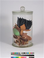 偏方-磨盤＋水丁香＋含羞藏品圖，第3張