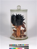 偏方-磨盤＋水丁香＋含羞藏品圖，第4張