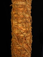 光之雕藏品圖，第18張