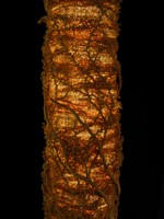 光之雕藏品圖，第19張