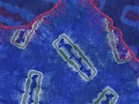 游玉萍作品「帶原者」藏品圖，第7張