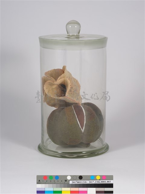 偏方-欒樹＋紅茶籽藏品圖，第1張